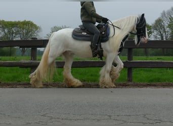 Tinker, Ruin, 7 Jaar, 137 cm, Gevlekt-paard