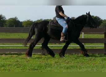 Tinker, Ruin, 7 Jaar, 143 cm, Zwart