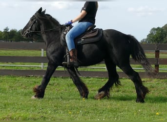 Tinker, Ruin, 7 Jaar, 143 cm, Zwart