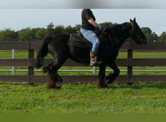 Tinker, Ruin, 7 Jaar, 143 cm, Zwart