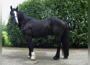 Tinker Mix, Ruin, 7 Jaar, 145 cm, Zwart