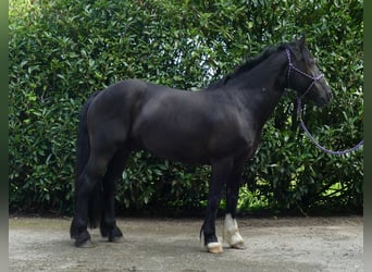 Tinker Mix, Ruin, 7 Jaar, 145 cm, Zwart