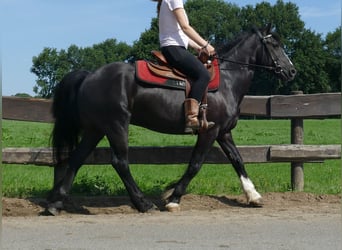 Tinker Mix, Ruin, 7 Jaar, 145 cm, Zwart
