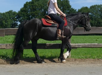 Tinker Mix, Ruin, 7 Jaar, 145 cm, Zwart
