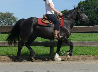 Tinker Mix, Ruin, 7 Jaar, 145 cm, Zwart