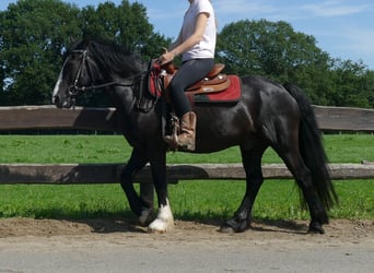 Tinker Mix, Ruin, 7 Jaar, 145 cm, Zwart
