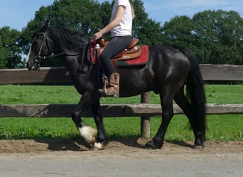Tinker Mix, Ruin, 7 Jaar, 145 cm, Zwart