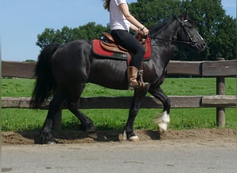 Tinker Mix, Ruin, 7 Jaar, 145 cm, Zwart