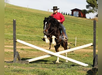 Tinker Mix, Ruin, 7 Jaar, 147 cm, Tobiano-alle-kleuren