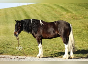 Tinker Mix, Ruin, 7 Jaar, 147 cm, Tobiano-alle-kleuren