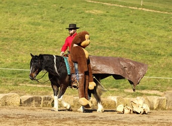 Tinker Mix, Ruin, 7 Jaar, 147 cm, Tobiano-alle-kleuren