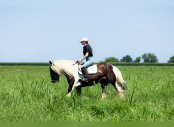 Tinker, Ruin, 7 Jaar, 150 cm