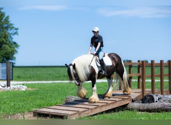 Tinker, Ruin, 7 Jaar, 150 cm