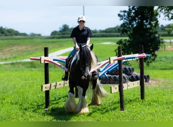 Tinker, Ruin, 7 Jaar, 150 cm