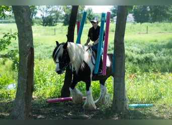 Tinker, Ruin, 7 Jaar, 150 cm