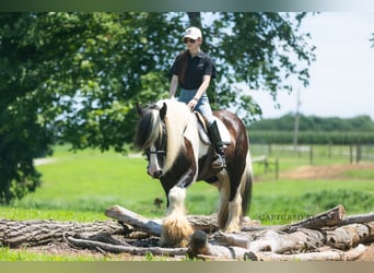 Tinker, Ruin, 7 Jaar, 150 cm