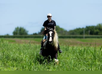 Tinker, Ruin, 7 Jaar, 150 cm