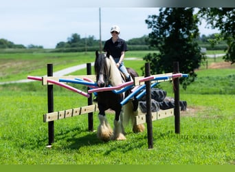 Tinker, Ruin, 7 Jaar, 150 cm