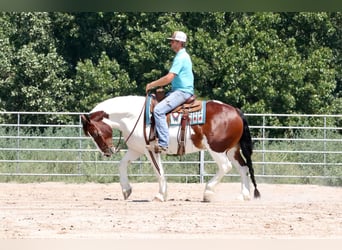 Tinker Mix, Ruin, 7 Jaar, 152 cm, Gevlekt-paard