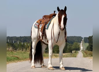 Tinker Mix, Ruin, 7 Jaar, 152 cm, Gevlekt-paard