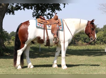 Tinker Mix, Ruin, 7 Jaar, 152 cm, Gevlekt-paard