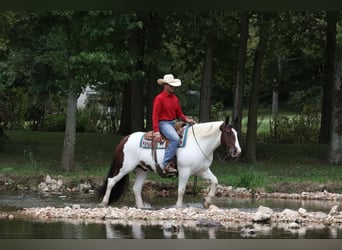 Tinker Mix, Ruin, 7 Jaar, 152 cm, Gevlekt-paard