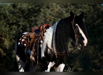 Tinker, Ruin, 7 Jaar, 152 cm