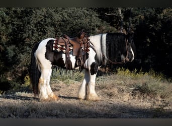 Tinker, Ruin, 7 Jaar, 152 cm