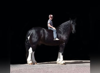 Tinker, Ruin, 7 Jaar, 152 cm, Zwart