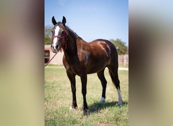 Tinker, Ruin, 7 Jaar, 155 cm, Zwart