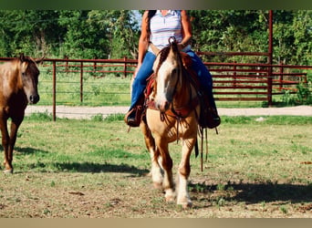 Tinker, Ruin, 7 Jaar, Buckskin