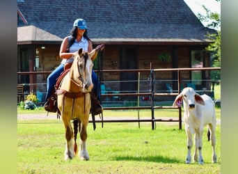 Tinker, Ruin, 7 Jaar, Buckskin