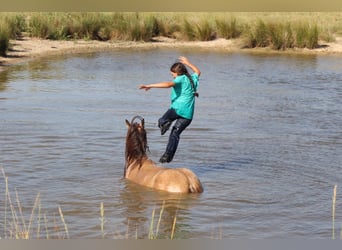 Tinker, Ruin, 7 Jaar, Buckskin