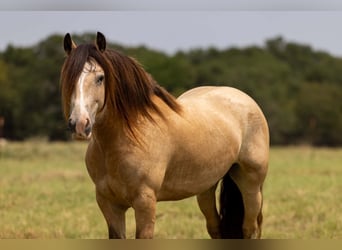 Tinker, Ruin, 7 Jaar, Buckskin