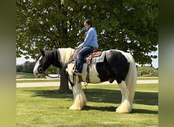 Tinker, Ruin, 7 Jaar, Gevlekt-paard