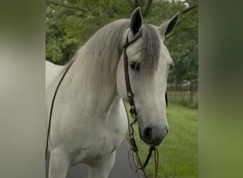 Tinker, Ruin, 7 Jaar, Schimmel