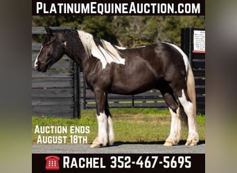 Tinker, Ruin, 7 Jaar, Tobiano-alle-kleuren