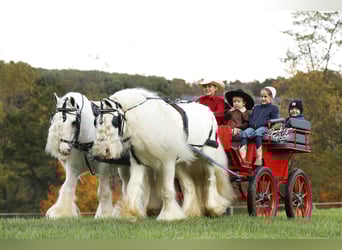 Tinker, Ruin, 8 Jaar, 132 cm, Wit