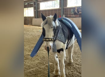 Tinker, Ruin, 8 Jaar, 133 cm, Gevlekt-paard