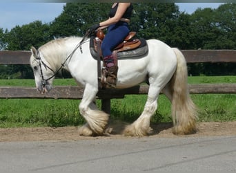 Tinker, Ruin, 8 Jaar, 133 cm, Schimmel
