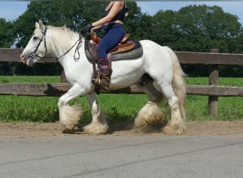 Tinker, Ruin, 8 Jaar, 133 cm, Schimmel