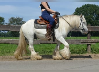 Tinker, Ruin, 8 Jaar, 133 cm, Schimmel