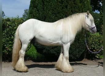 Tinker, Ruin, 8 Jaar, 133 cm, Schimmel