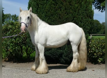 Tinker, Ruin, 8 Jaar, 133 cm, Schimmel