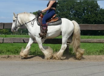 Tinker, Ruin, 8 Jaar, 133 cm, Schimmel