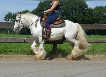 Tinker, Ruin, 8 Jaar, 133 cm, Schimmel