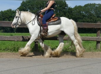 Tinker, Ruin, 8 Jaar, 133 cm, Schimmel