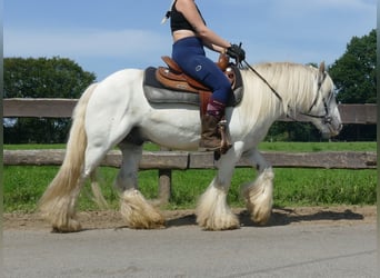 Tinker, Ruin, 8 Jaar, 133 cm, Schimmel