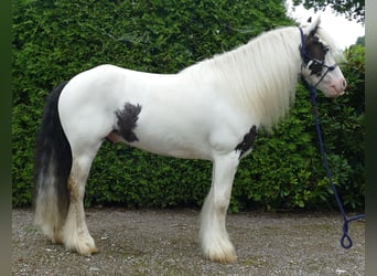 Tinker, Ruin, 8 Jaar, 134 cm, Gevlekt-paard
