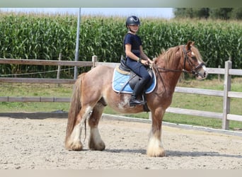 Tinker, Ruin, 8 Jaar, 138 cm, Roan-Red